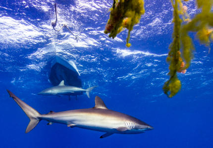 Scuba Diving With Silky Sharks In Cuba